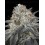 Auto Slurricane - Advanced Seeds