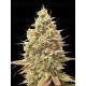 Auto Strawberry Banana - Advanced Seeds
