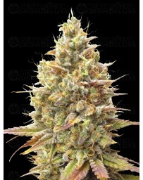 Auto Strawberry Banana - Advanced Seeds