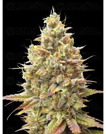 Auto Strawberry Banana - Advanced Seeds