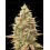 Auto Strawberry Banana - Advanced Seeds