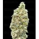 Strawberry Banana Fast - Advanced Seeds