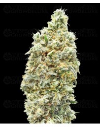 Strawberry Banana Fast - Advanced Seeds