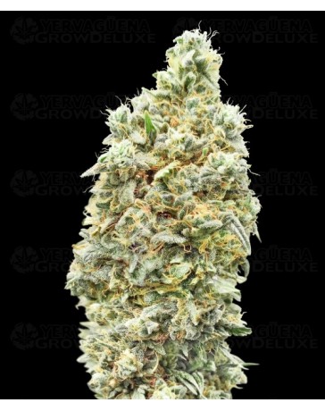 Strawberry Banana Fast - Advanced Seeds