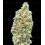 Strawberry Banana Fast - Advanced Seeds