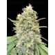 Strawberry Banana - Advanced Seeds