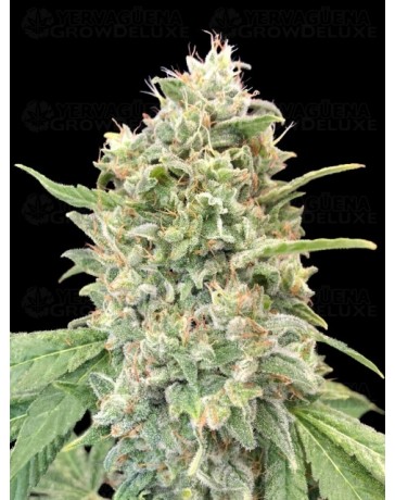 Strawberry Banana - Advanced Seeds