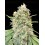 Strawberry Banana - Advanced Seeds