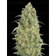 Auto Strawberry Gum - Advanced Seeds