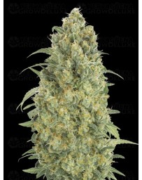 Auto Strawberry Gum - Advanced Seeds