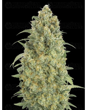 Auto Strawberry Gum - Advanced Seeds