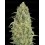 Auto Strawberry Gum - Advanced Seeds