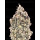 Auto Watermelon OG - Advanced Seeds