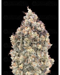 Auto Watermelon OG - Advanced Seeds