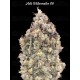 Auto Watermelon OG - Advanced Seeds