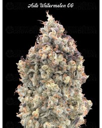 Auto Watermelon OG - Advanced Seeds
