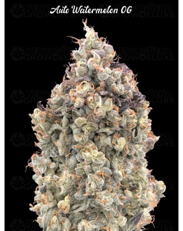 Auto Watermelon OG - Advanced Seeds