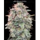 Auto Banana Cookies - Advanced Seeds