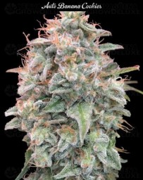 Auto Banana Cookies - Advanced Seeds
