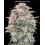 Auto Banana Cookies - Advanced Seeds