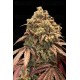Auto Zerealz Milk - Advanced Seeds