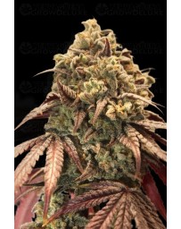 Auto Zerealz Milk - Advanced Seeds