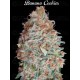 Banana Cookies - Advanced Seeds