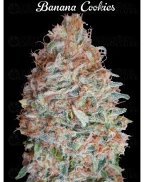 Banana Cookies - Advanced Seeds