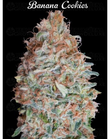 Banana Cookies - Advanced Seeds