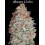 Banana Cookies - Advanced Seeds