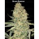 Bruce Banner - Advanced Seeds
