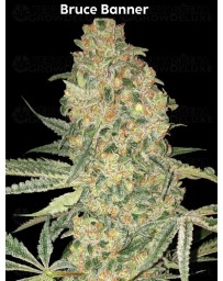 Bruce Banner - Advanced Seeds