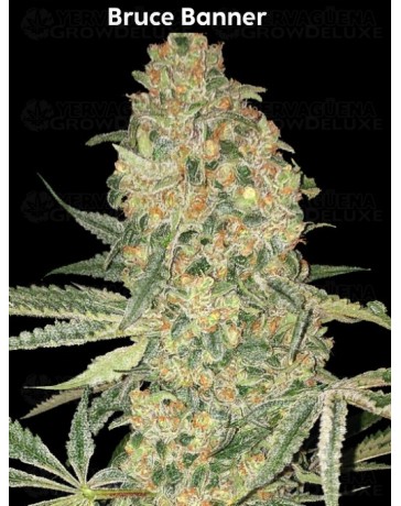 Bruce Banner - Advanced Seeds