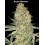 Bruce Banner - Advanced Seeds
