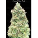 Critical Mass Fast - Advanced Seeds