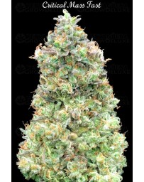 Critical Mass Fast - Advanced Seeds