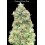 Critical Mass Fast - Advanced Seeds
