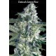 Critical Lemon Fast - Advanced Seeds