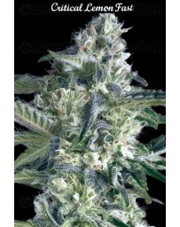 Critical Lemon Fast - Advanced Seeds