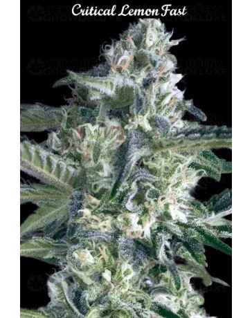 Critical Lemon Fast - Advanced Seeds