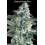 Critical Lemon Fast - Advanced Seeds