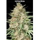 Lemon Bean - Advanced Seeds