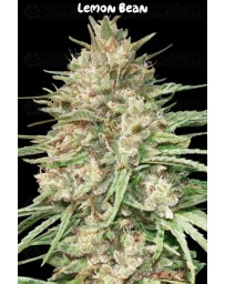 Lemon Bean - Advanced Seeds
