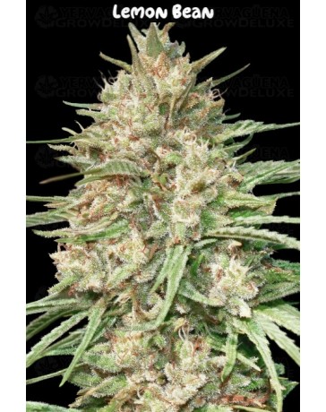 Lemon Bean - Advanced Seeds