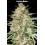 Lemon Bean - Advanced Seeds