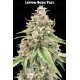 Lemon Bean Fast - Advanced Seeds