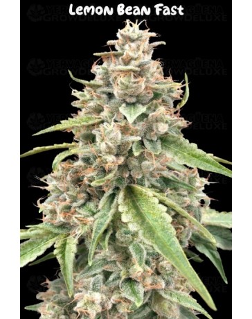 Lemon Bean Fast - Advanced Seeds