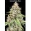 Lemon Bean Fast - Advanced Seeds