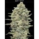 Gelato #33 Fast - Advanced Seeds