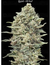 Gelato #33 Fast - Advanced Seeds